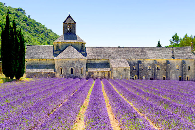 Lavander fields in Provence in the South of France