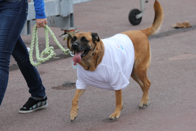 Dog walking at No Finish Line 2013 in Monaco