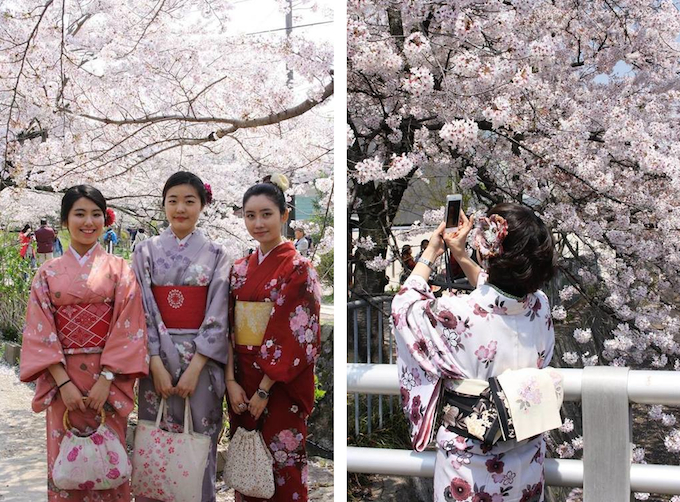 Japanese girls with Cherry Blossom