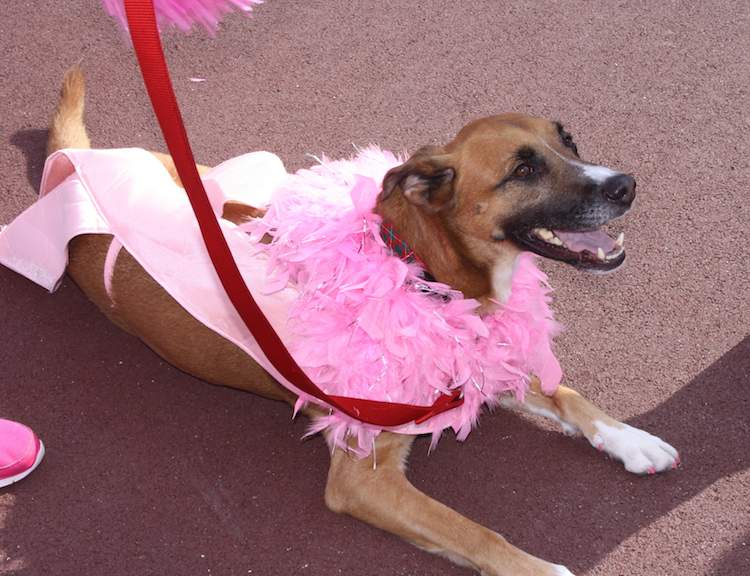 Pink Ribbon Monaco Walk 2016