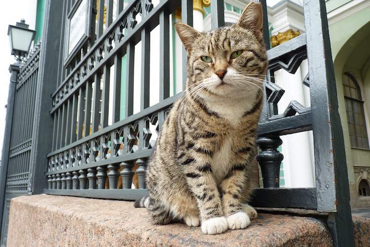 Cat at Hermitage in St Petersburg
