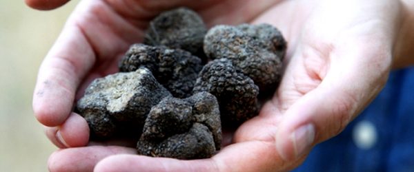 Les truffes noires - truffles