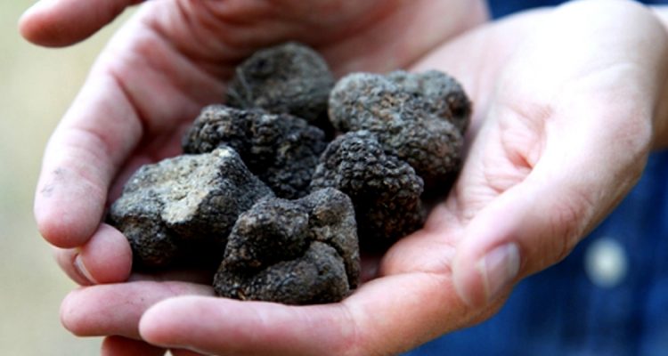 Les truffes noires - truffles