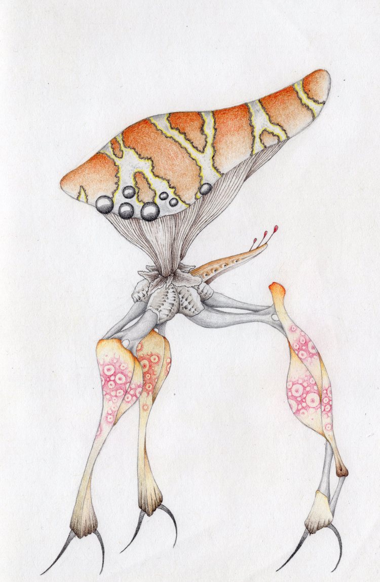 Bizarre Biology - Striped crab mushroom