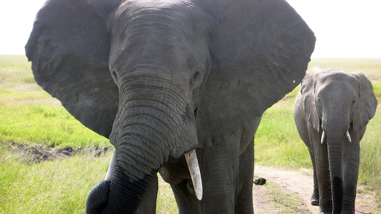 Serengeti elephant Tanzania