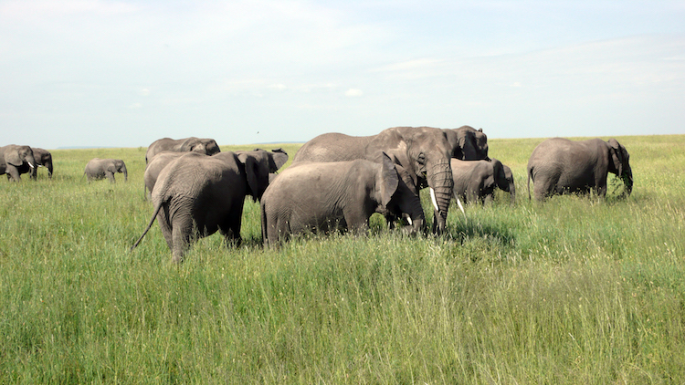 Serengeti elephants Tanzania