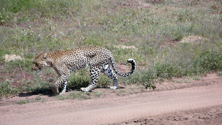 Serengeti cheetah Tanzania