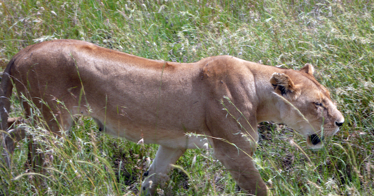 Serengeti lion Tanzania