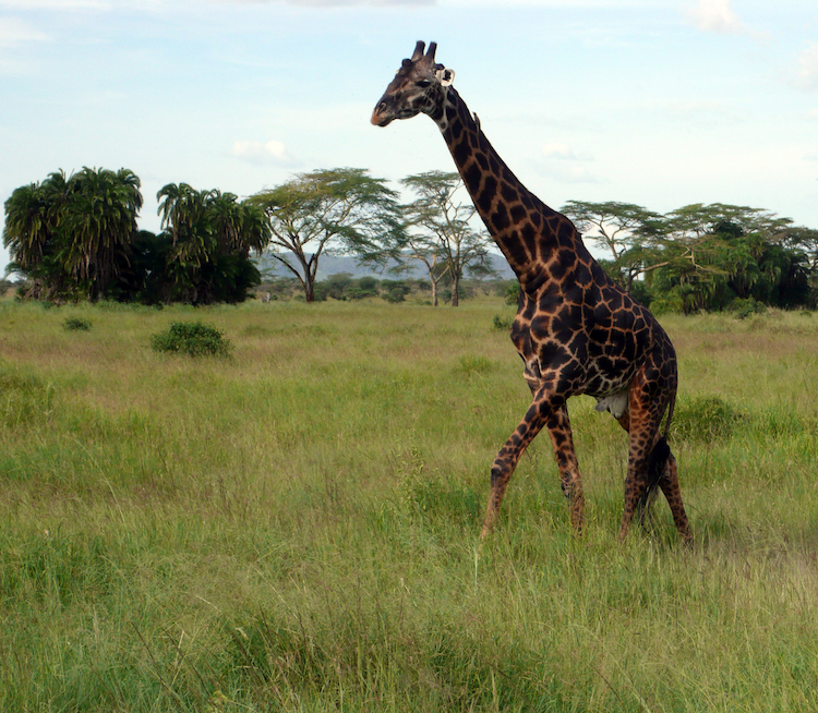 Serengeti giraffe Tanzania