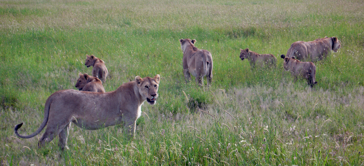Serengeti lions Tanzania