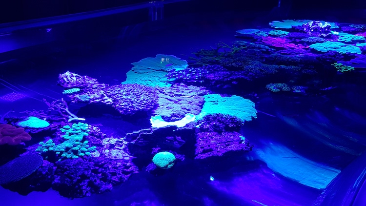 Coral expo Monaco