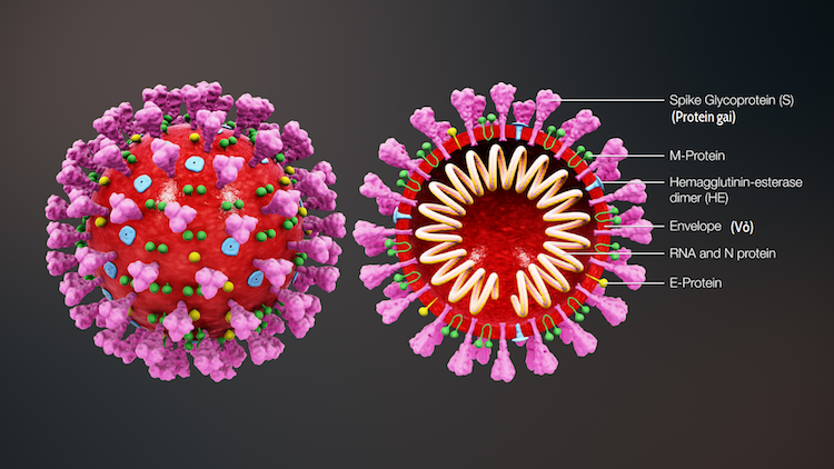 3D medical animation coronavirus structure COVID-19