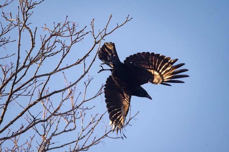 Crow in flight © Brian McInnis