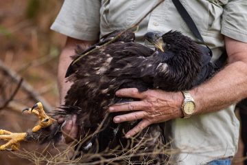 Photo of eagle chick © Brian McInnis