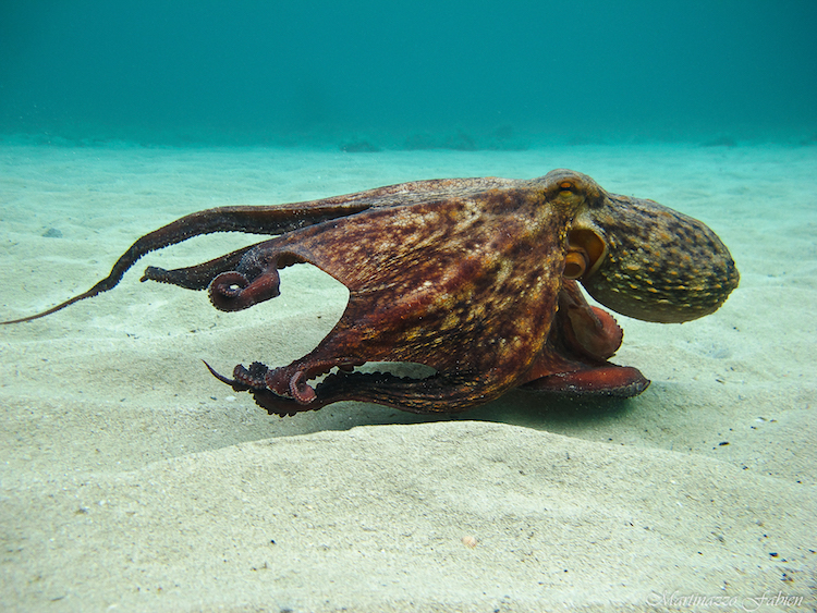Poulpe Octopus Vulgaris