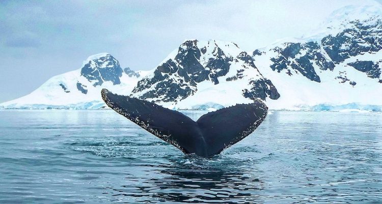 Whale in ocean Arctic Antarctic