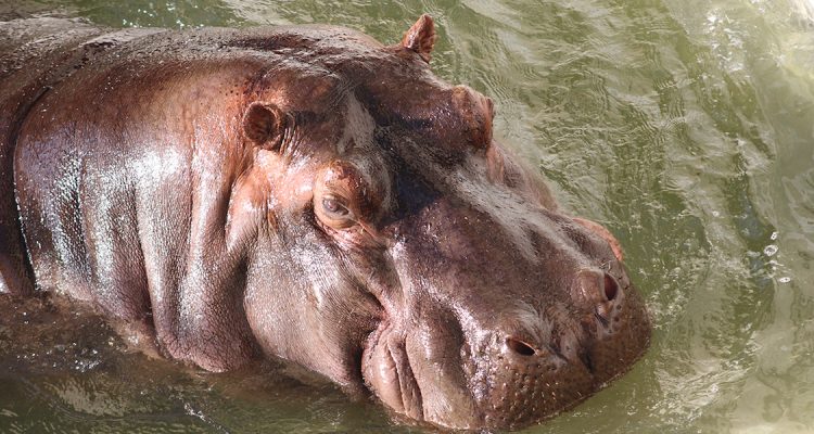 Pollux the hippo