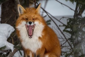 LAUGHING FOX © Brian McInnis