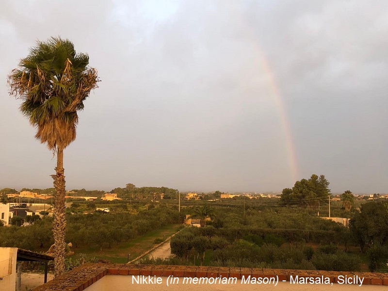 Nikkie (in memoriam Mason) - Marsala Sicily