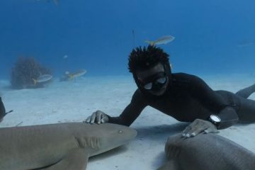 Shark Dive with André Musgrove