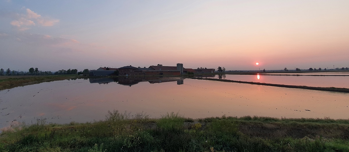 Musso rice production in Italy