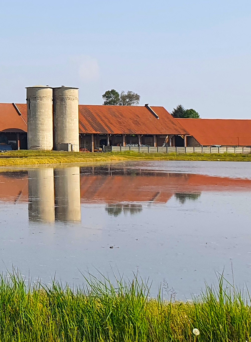 Musso rice production in Italy