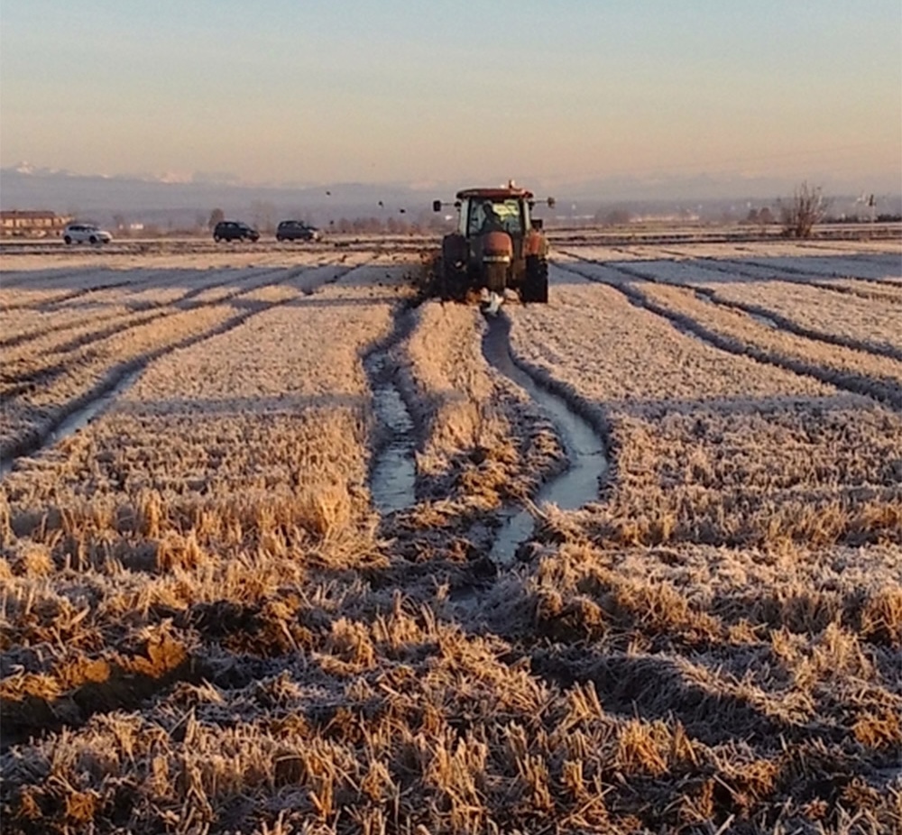 Musso rice production in Italy