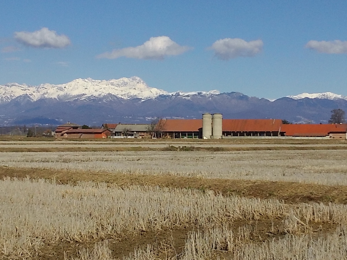 Musso rice production in Italy